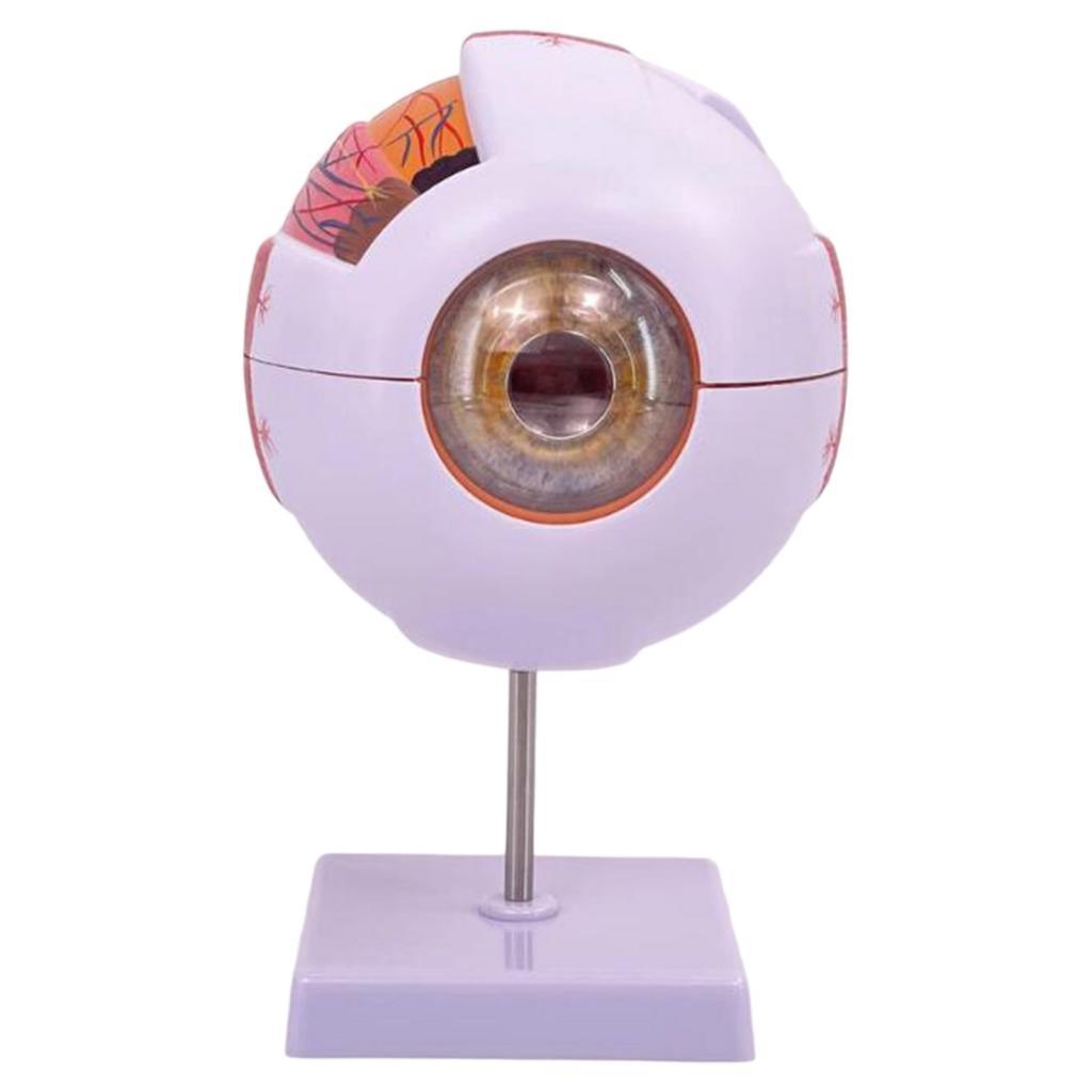 Science Exhibition Models - แบบจำลองกายวิภาคของดวงตามนุษย์ แบบจำลองแสดงลูกตาขยายขนาดสำหรับห้องปฏิบัติการ การวิจัยทางชีววิทยา การจัดแสดง ห้องเรียนนักเรียน