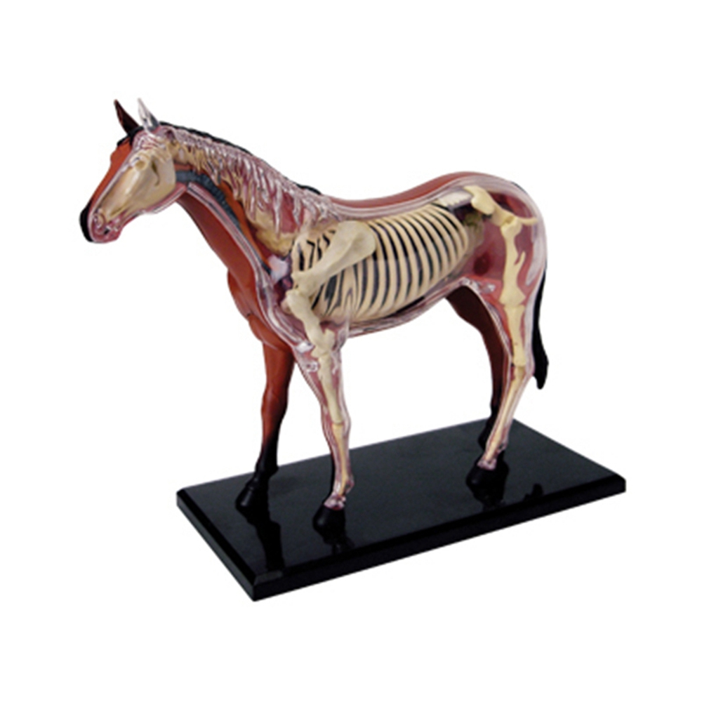 สัตว์ออร์แกน Anatomy 4D Horse  - Science Toy บทวิจารณ์และราคา
