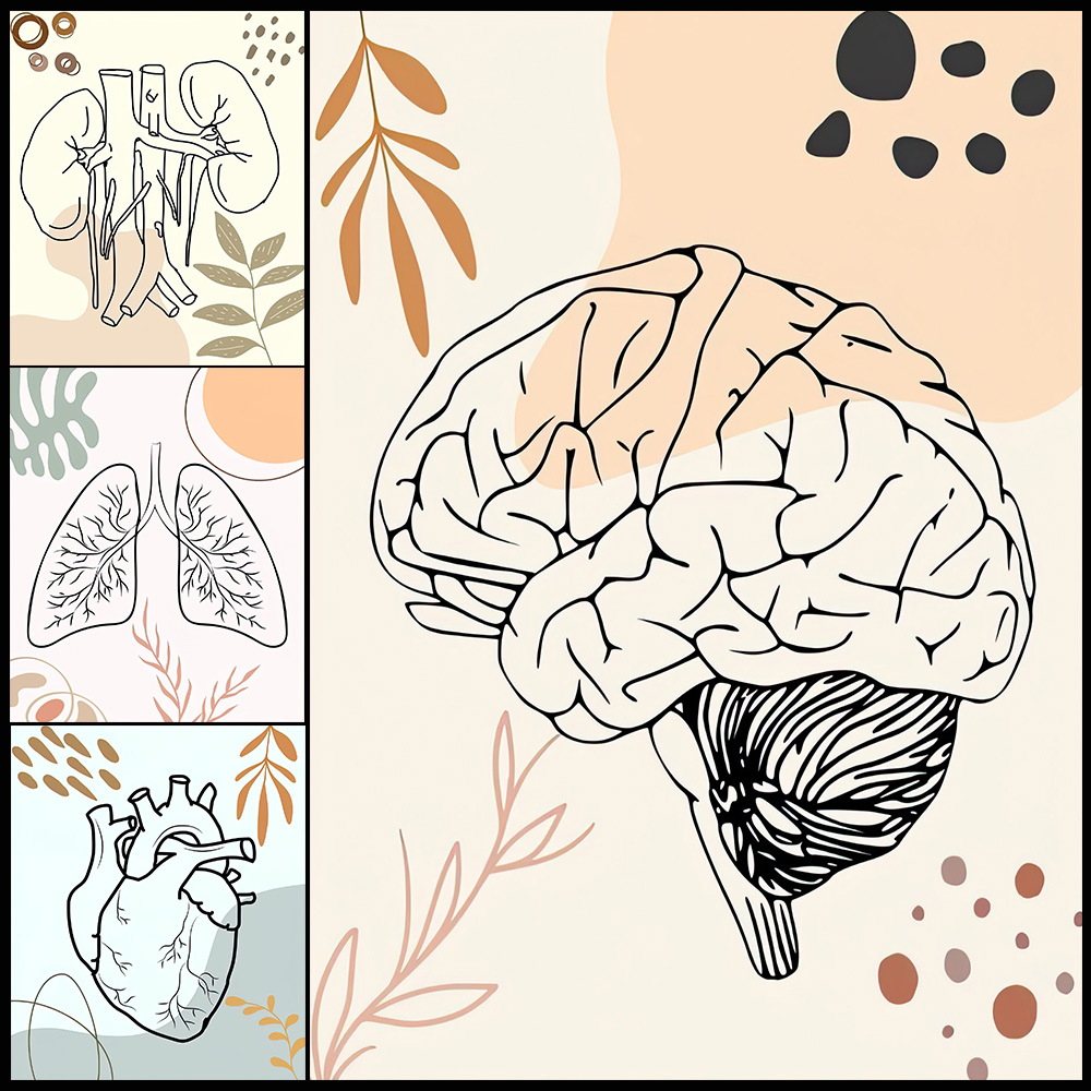 Human Anatomy วิทยาศาสตร์สมองเ - Science Nursery บทวิจารณ์และราคา