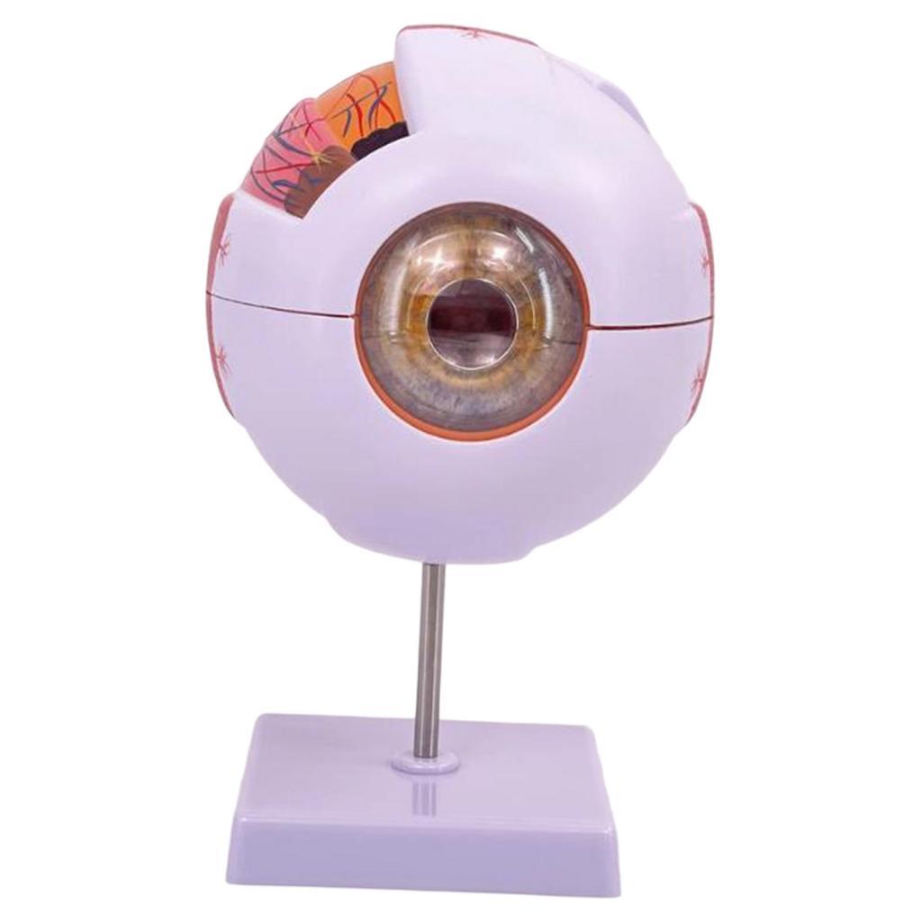 แบบจำลองกายวิภาคของดวงตามนุษย์ - Science Exhibition Models บทวิจารณ์และราคา