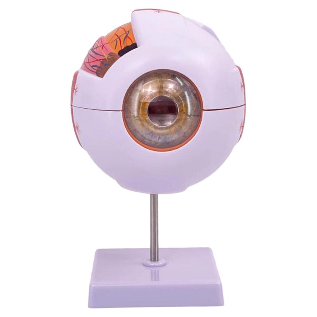 แบบจำลองกายวิภาคของดวงตามนุษย์ - Science Exhibition Models บทวิจารณ์และราคา
