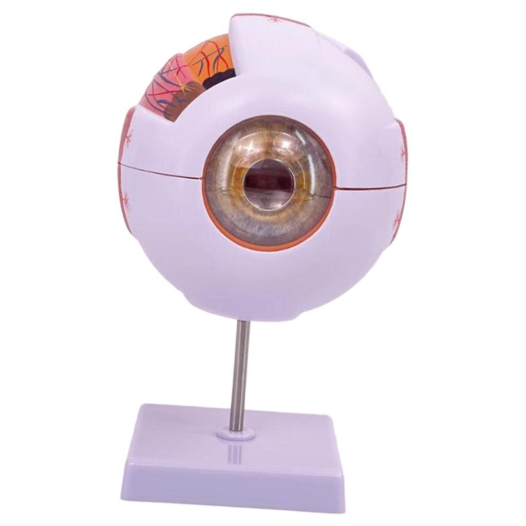 แบบจำลองกายวิภาคของดวงตามนุษย์ - Science Exhibition Models บทวิจารณ์และราคา